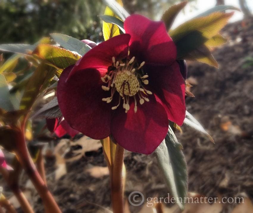 Dark Hellebore Hybrid ~ gardenmatter.com