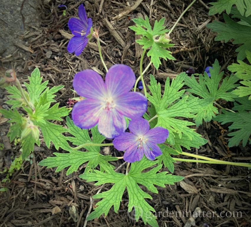 Geranium 'Johnson's Blue' ~ gardenmatter.com