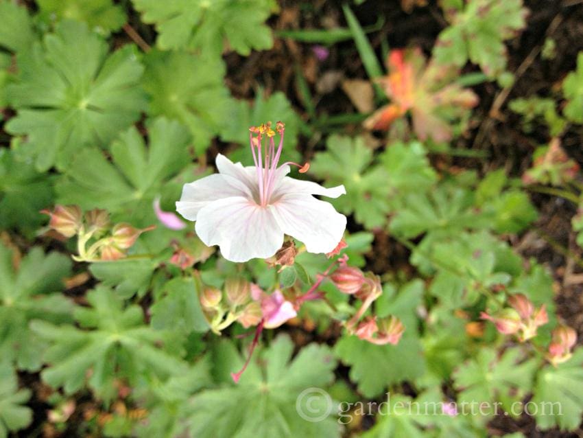 Geranium cantabrigiense Biokovo Plant of the Year ~ gardenmatter.com