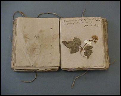 Herbarium by Amos Eaton - 1830 ~ gardenmatter.com