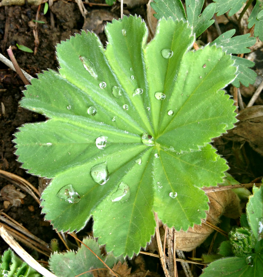 Lady's mantle leaf with raindrops