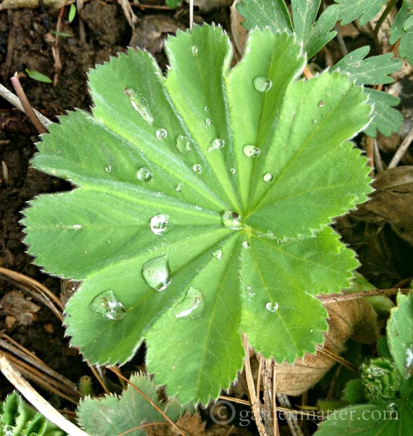 Lady's Mantle leaf with raindrops plantlore.