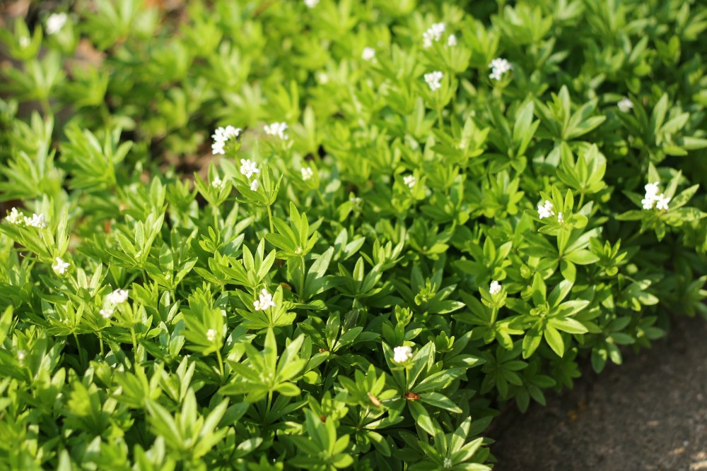 Sweet woodruff in the garden