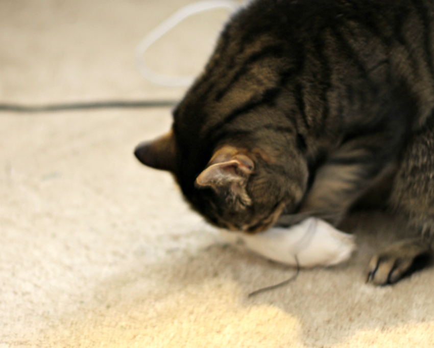 Cat biting a catnip mouse