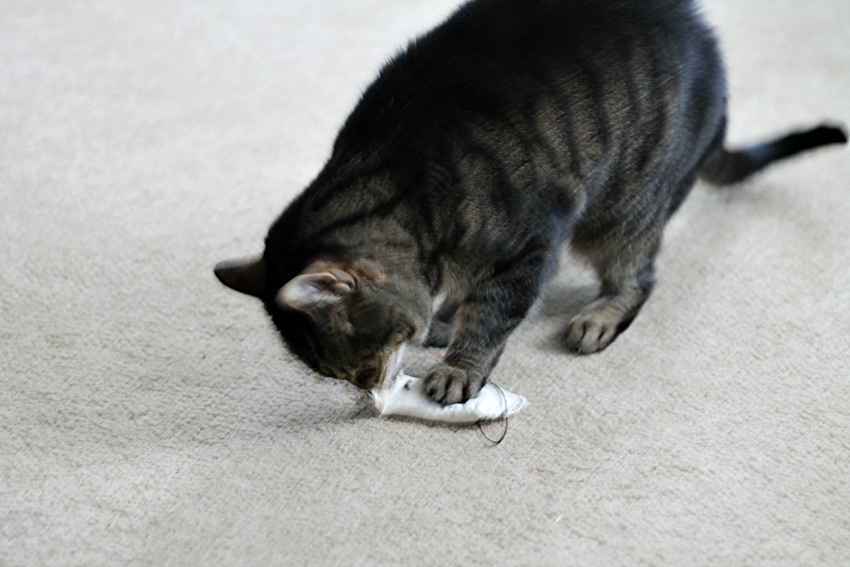 Cat playing with a catnip mouse