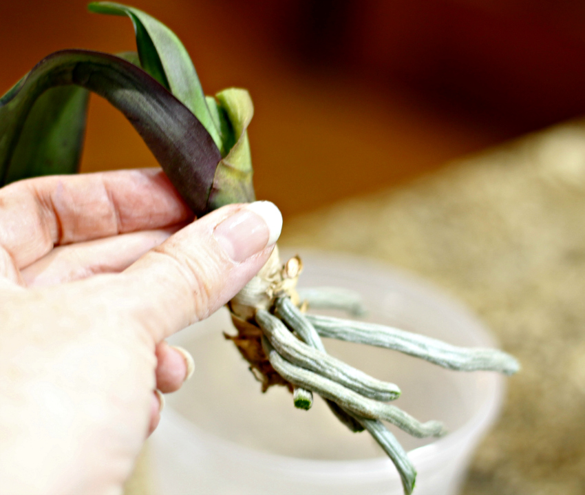 Small orchid and roots