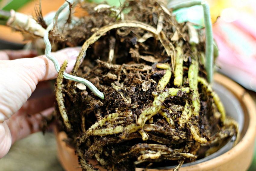 Removing plant material from roots before repotting orchids