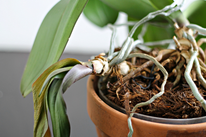 Wilting baby means time for repotting orchid