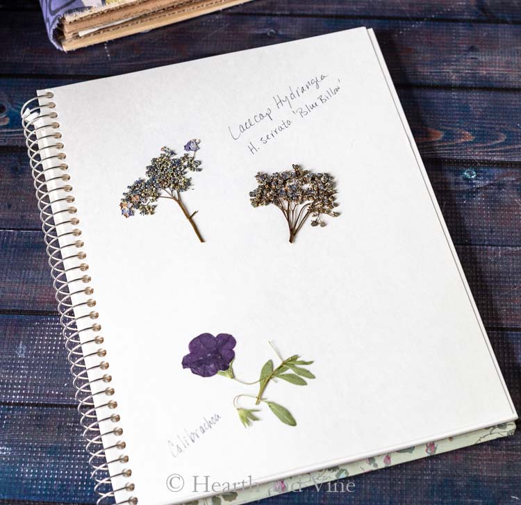 lacecap hydrangea flowers and calibrachoa in book