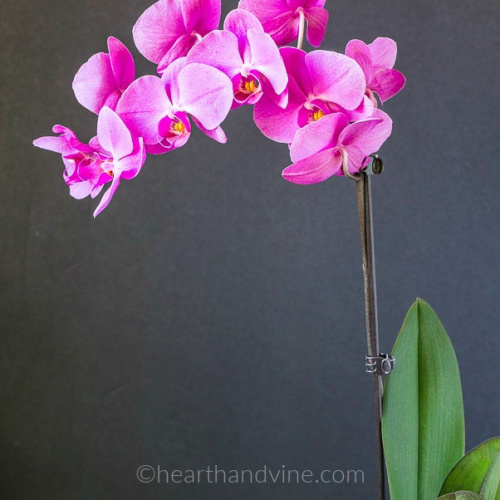 Hot pink orchid in bloom.
