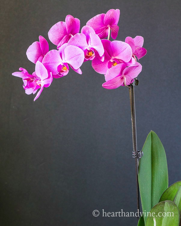 Pink orchid in bloom.