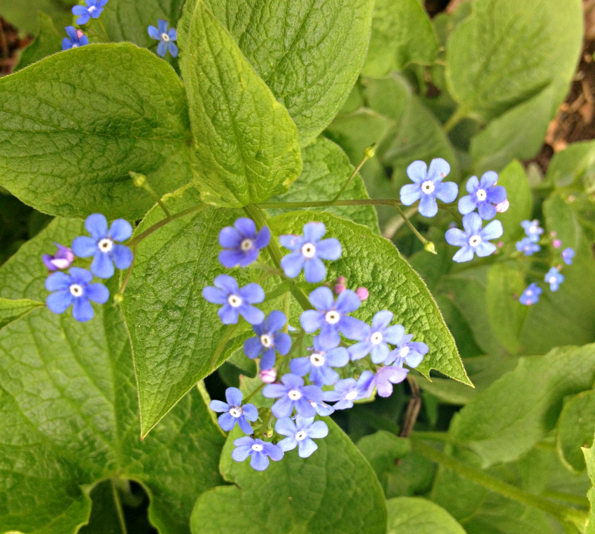 Brunnera blue flowers.