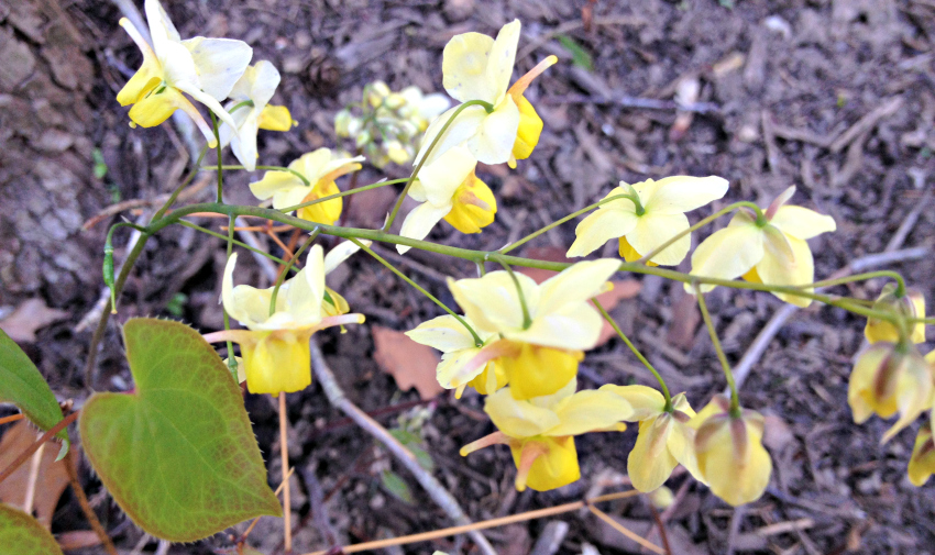 Epemedium light yellow flowers in spring.