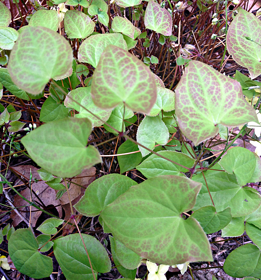 Epimedium foliage