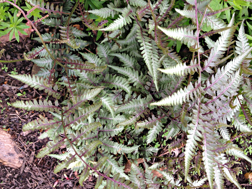 Japanese Painted Fern