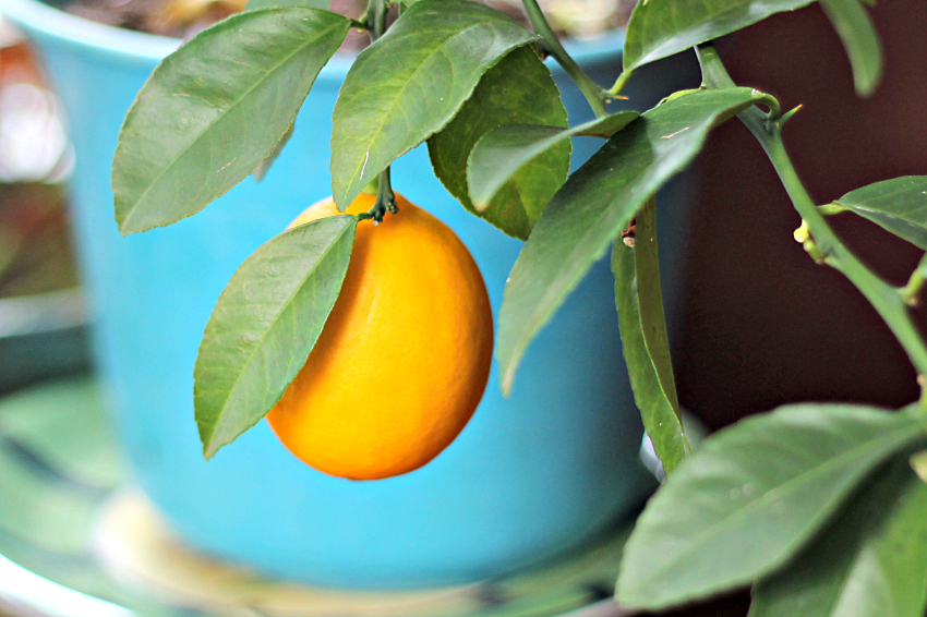 Meyer lemon on a dwarf tree