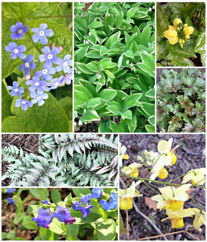 Collage of unique shade perennial flowers