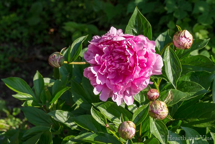 Old fashioned garden variety peony