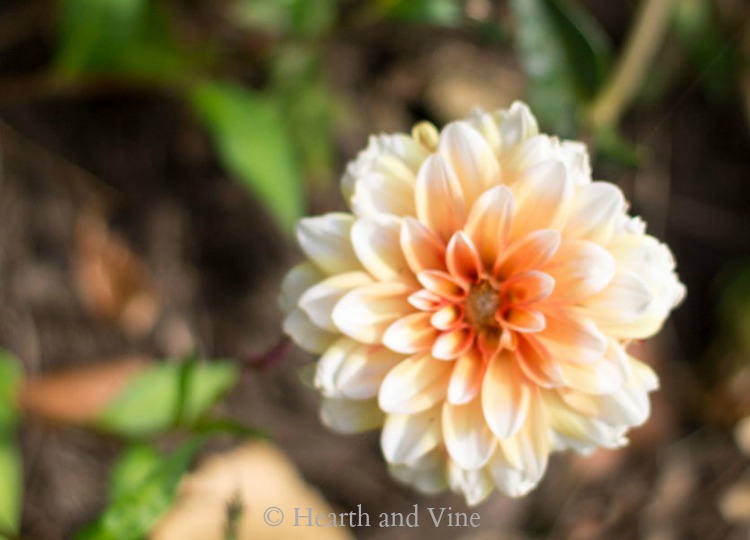 Apricot Dahlia