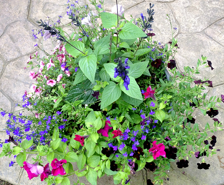 Large container garden with annual flowers in purples, pinks and dark red.