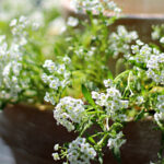 Close up of sweet alyssum growing out of nested clay pots with a candle in the middle sitting in a vase.
