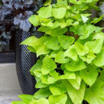 Lime colored sweet potato vine in a pot.