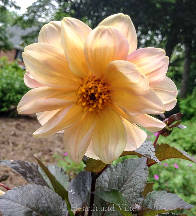 Peach dahlia dark leaves