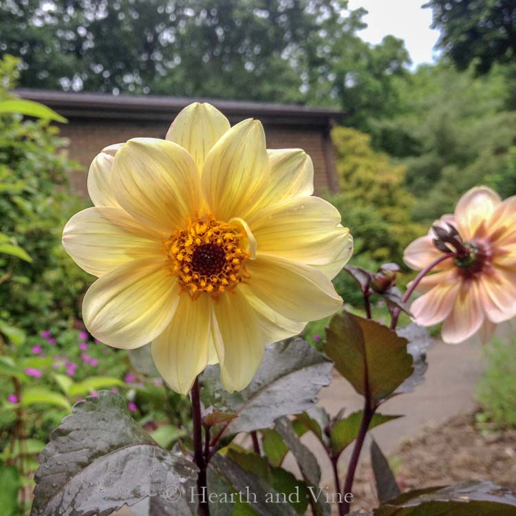 yellow dahlia with dark foliage - Growing Beautiful Dahlias