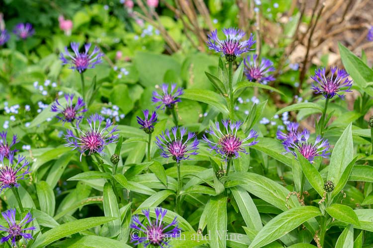 Centaurea-bachelor's button cornflower