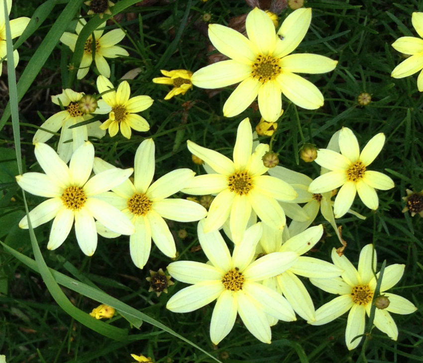 Coreopsis Moonbeam 