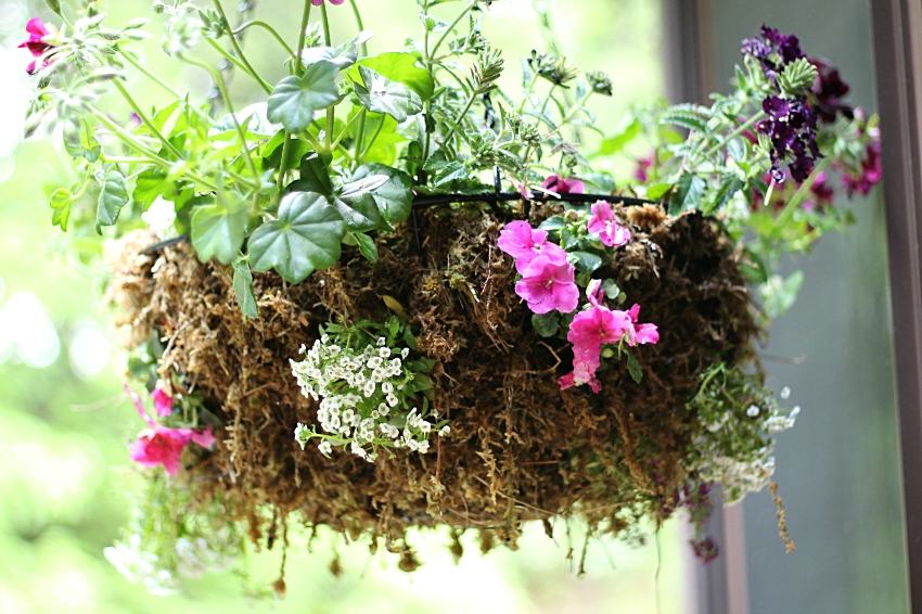 Rustic Sphagnum Moss Hanging Planter For A Dazzling Floral Display