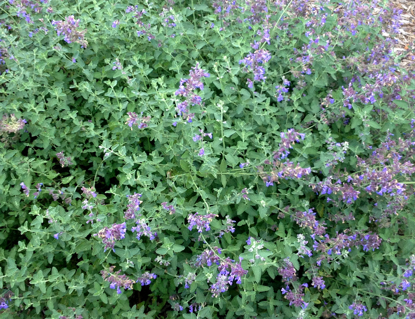 Nepeta - Catmint in flower