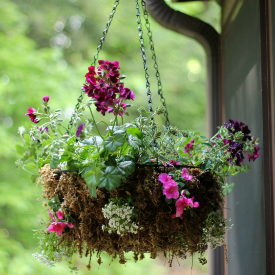 Rustic Sphagnum Moss Hanging Planter For A Dazzling Floral Display