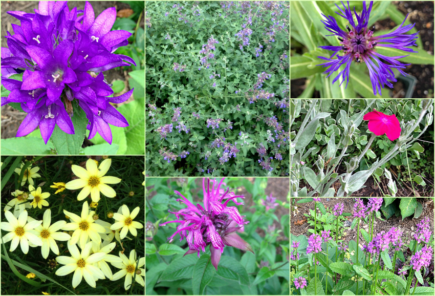 Collage of full sun perennials including catmint, cornflowers, coreopsis, beebalm, bellflower, rose campion and betony.