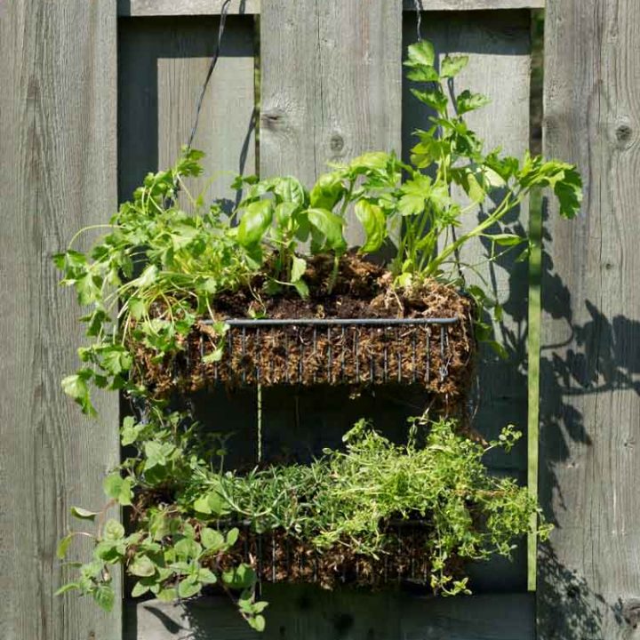 Hanging herb garden diy with sphagnum moss and wire shelf.