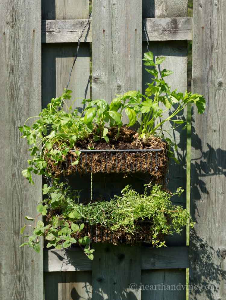 Hanging herb garden diy with sphagnum moss and wire shelf.