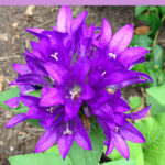 Close up image of a bellflower in bloom.