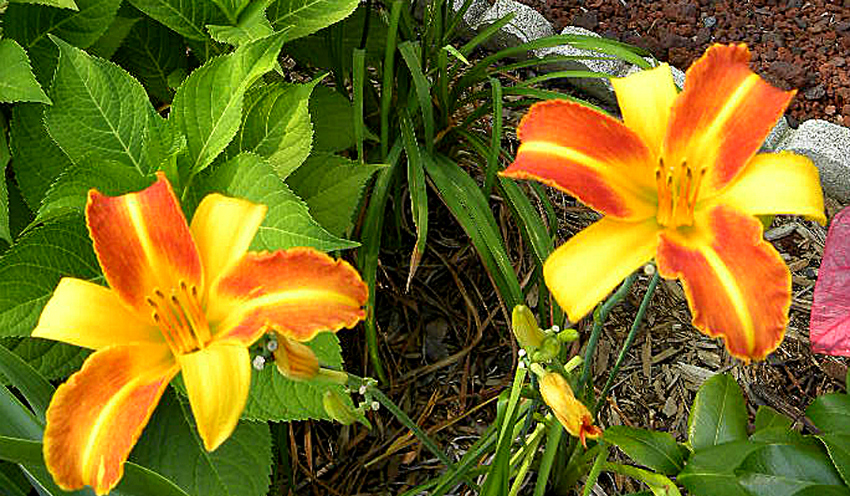 Bi-colored orange and yellow daylily
