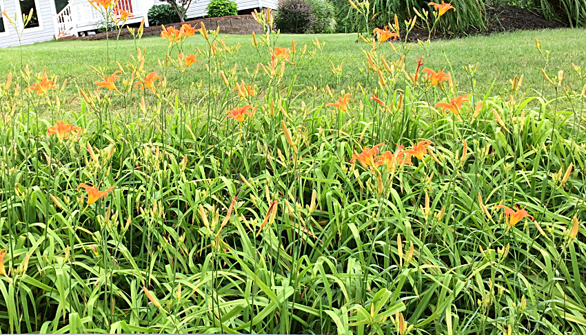 Wild orange growing daylilies