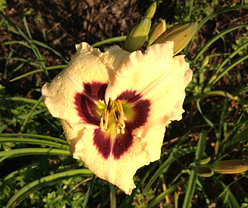 Yellow daylily with red center