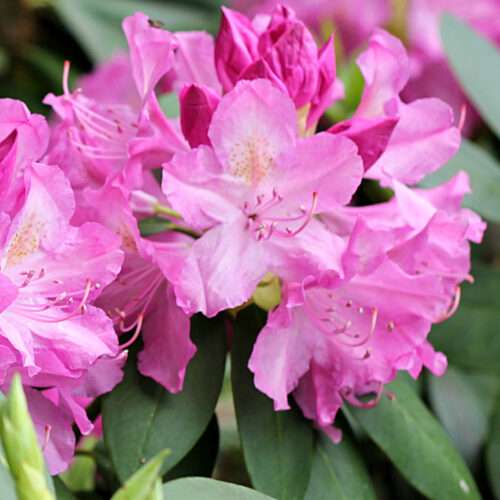 Close look at pink rhododendron flowers.