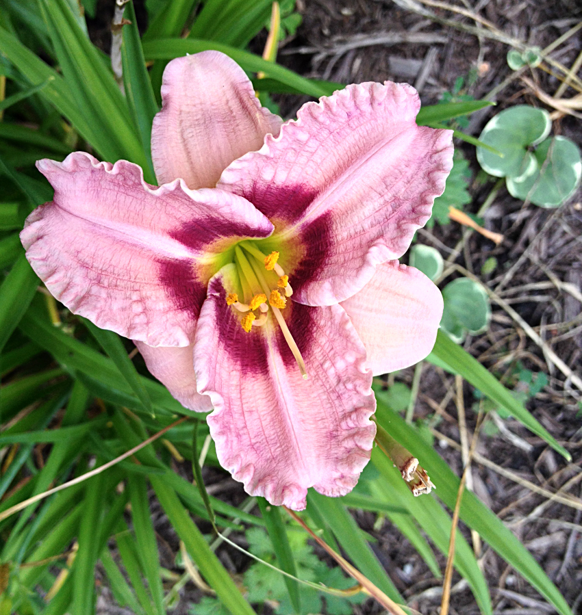Pink daylily with ruffled edges