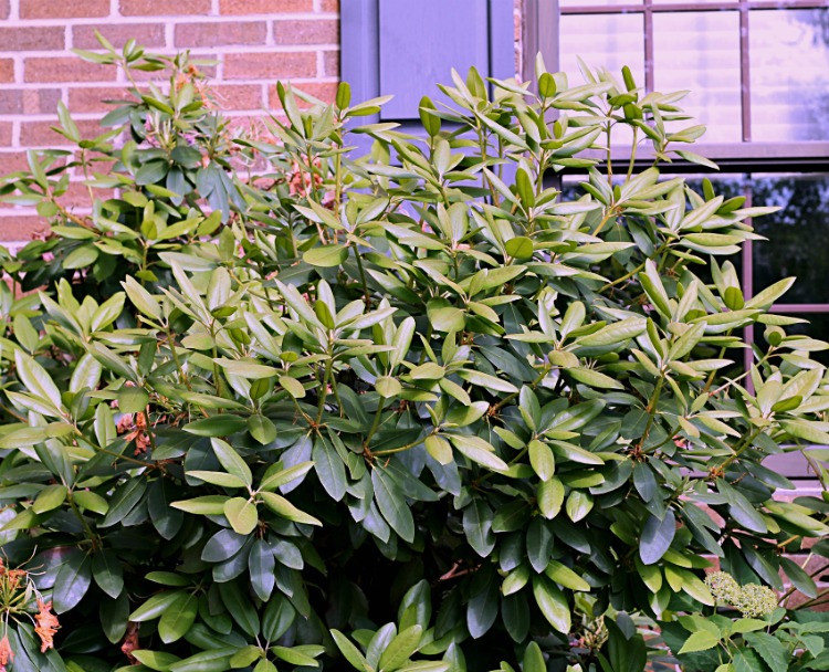 Rhododendron New Growth