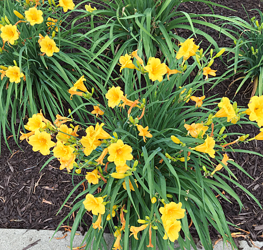 Yellow Daylilies