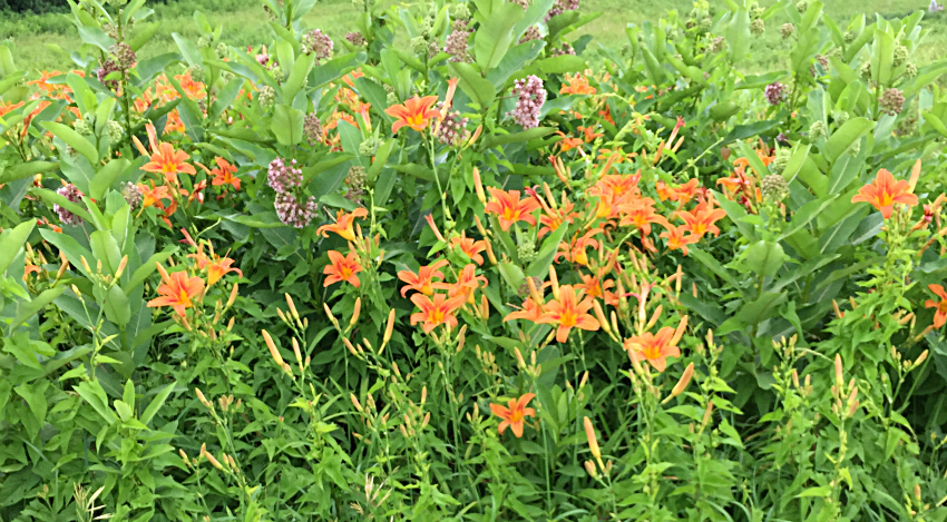 Wild daylilies growing in a field