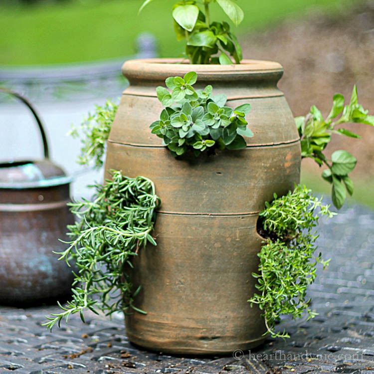 Herbs in a strawberry pot