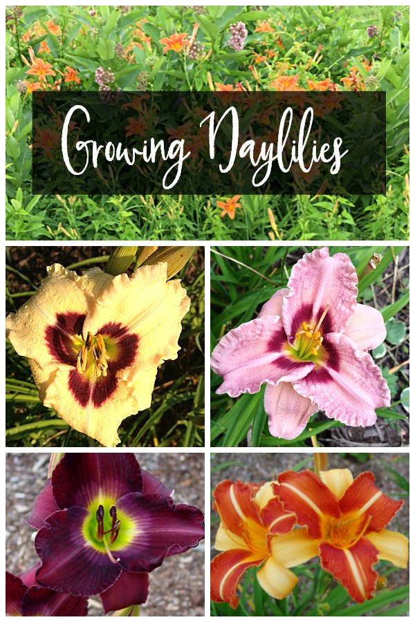 Collage about growing daylily flowers