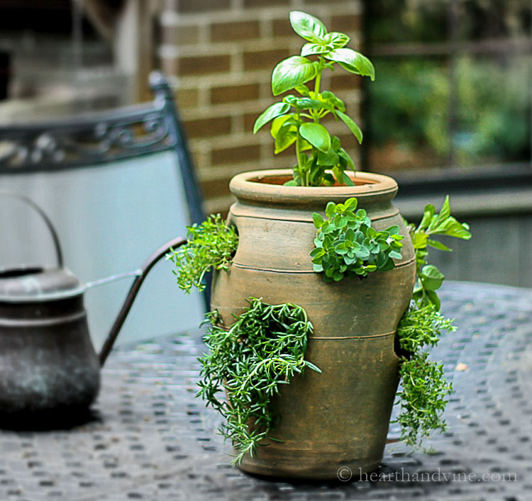 Herb planter in strawberry pot