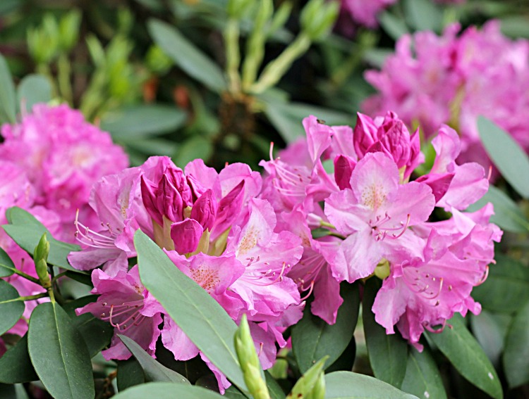 pink-rhododendron-flowers