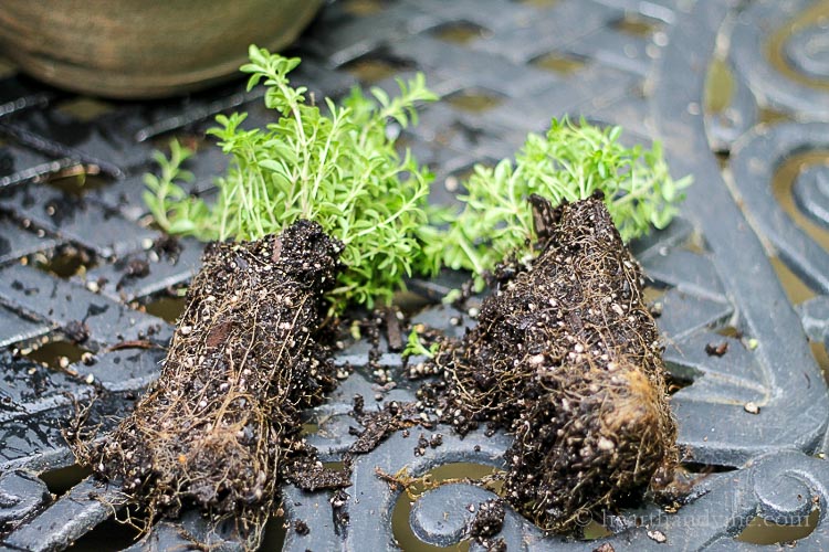 Separated thyme plants